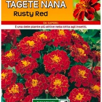 Sementi Dotto - Fiori - Tagete Nana Rusty Red