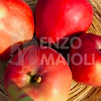 Mela Invernale Rosso (Edwige)