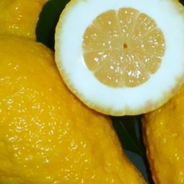 Limone Pane
