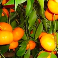 Mandarino Senza Semi