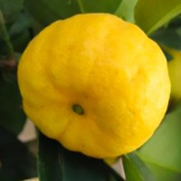 Pursha (Limoncino dolce)