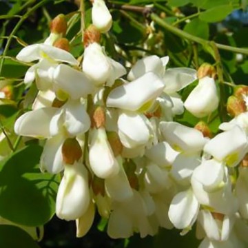 Albero del Miele - Robinia (Acacia)