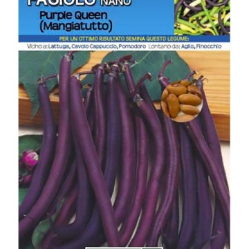 Sementi Dotto - Legumi - Fagiolo Nano Purple Queen