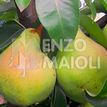 Alessandro Pianta da frutto antico vaso 20 max 170 cm 2 anni Alessandro Peri Kaiser  Imp 