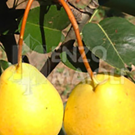 Pera Precoce Basilicata