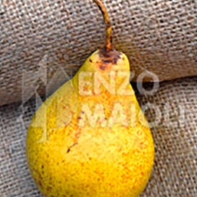 Pera Nonna d'Imola / Ermanna