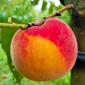 Pesca Duracina Toscana