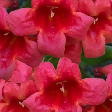 Bignonia a fiore rosso - Campsis radicans Flamenco