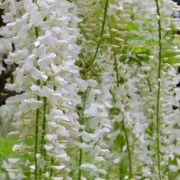 Glicine a fiore bianco - Wisteria sinensis Texas White