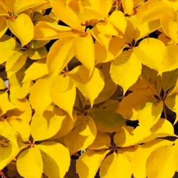 Parthenocissus quinquefolia Yellow Wall PBR