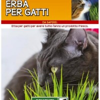 Sementi Dotto Aromi - Erba per Gatti