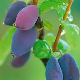 Pianta Di Mirtillo Siberiano Lonicera Kamtschatica - 2 Anni, Altezza 30-40 Cm