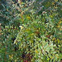 Ligustro sinensis - Ligustrum sinensis