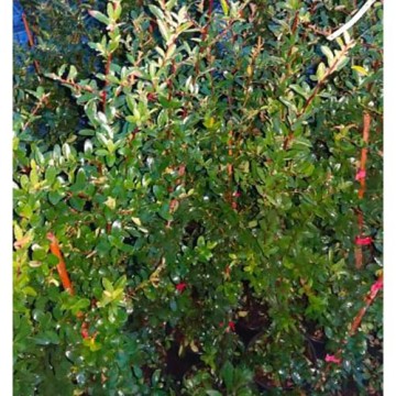 Pyracantha a bacca rossa - Pyracantha mohave