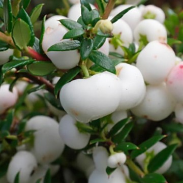 Sorbus arnoldiana White Wax