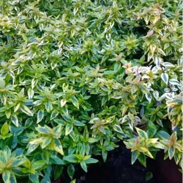 Abelia grandiflora variegata