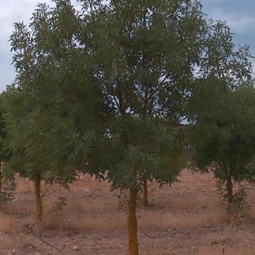 Frassino Meridionale - Fraxinus angustifolia