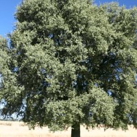 Leccio - Quercus ilex