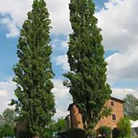 Pioppo Cipressino - Populus nigra