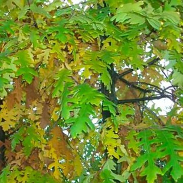 Quercia Cerro - Quercus cerris