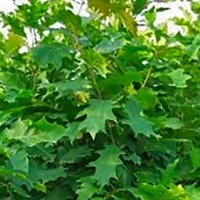 Quercia Rubra - Quercus rubra