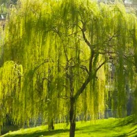 Salice Piangente - Salix babylonica