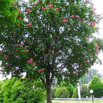 Ippocastano a fiore rosa - Aesculus hippocastanum