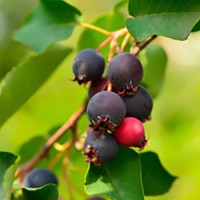 Amelanchier alnifolia Greatberry