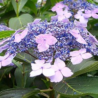 Ortensia a fiore viola - Hydrangea serrata blue bird