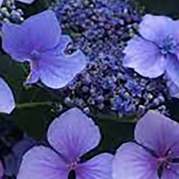 Ortensia a fiore viola - Hydrangea serrata summer glow