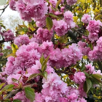 Prunus serrulata Kiku-shidare
