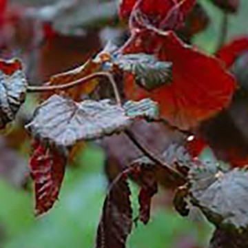 Nocciola Contorta Red Majestic (foglia rossa)
