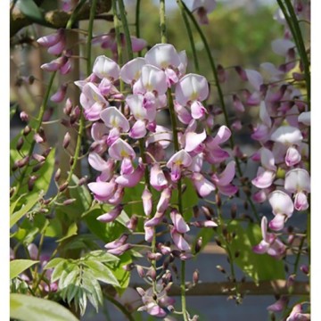 Glicine a fiore rosa - Wisteria floribunda Honbeni
