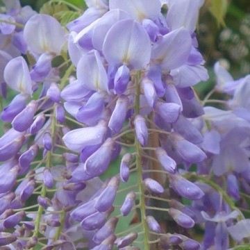 Glicine a fiore lilla - Wisteria sinensis