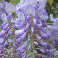 Glicine a fiore lilla - Wisteria sinensis