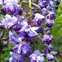 Glicine a fiore doppio lilla - Wisteria floribunda Violacea Plena