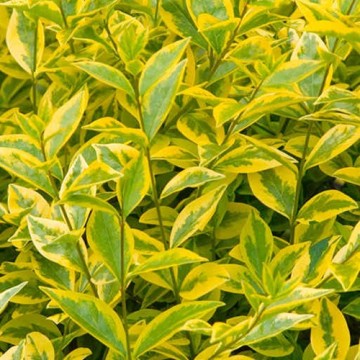 Ligustro ovalifolia Aurea - Ligustrum ovalifolium Aurea
