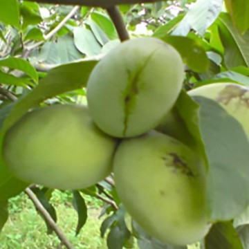 Asimina Triloba Mango (d'innesto)