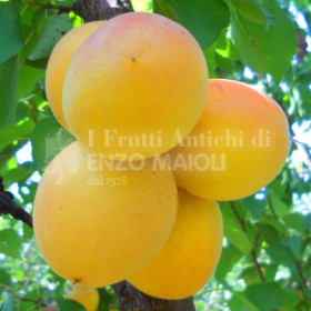 Albicocca Dulcinea