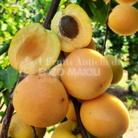 Albicocca Dulcinea