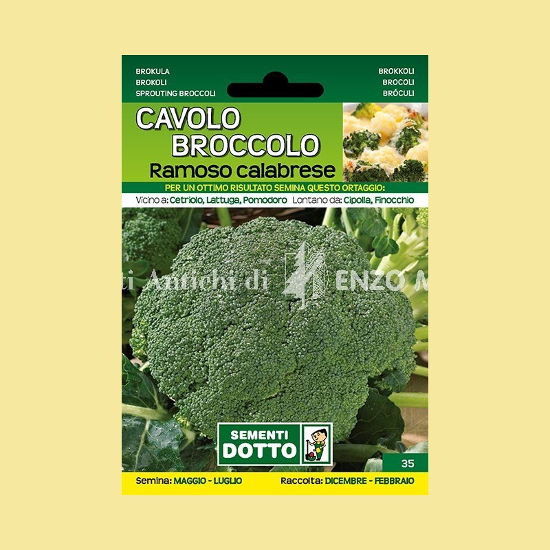Cavolo Broccolo - Ramoso Calabrese