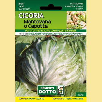 Cicoria - Mantovana o Capotta