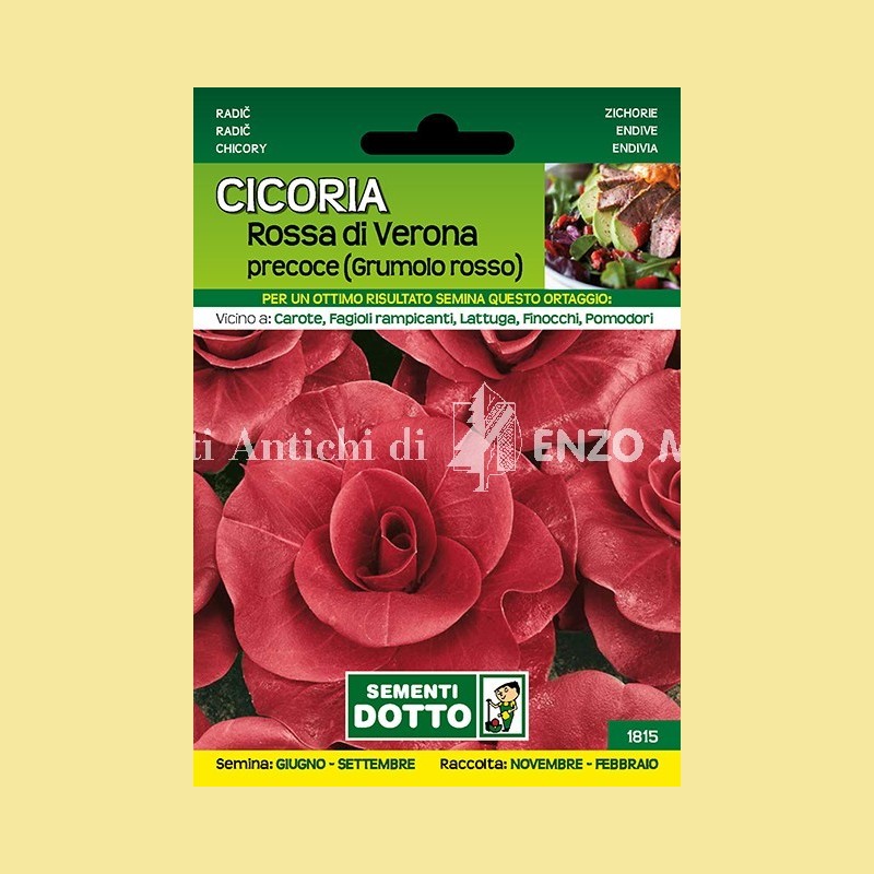Cicoria - Rossa di Verona Precoce (Grumo Rosso)