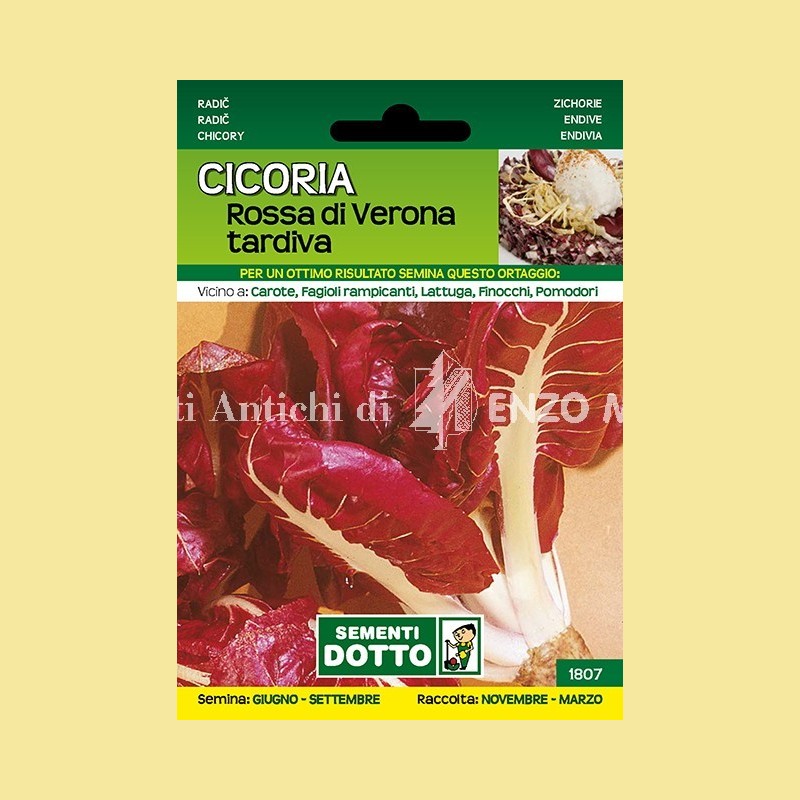 Cicoria - Rossa di Verona Tardiva