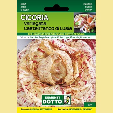 Cicoria - Variegata Castelfranco di Lusia
