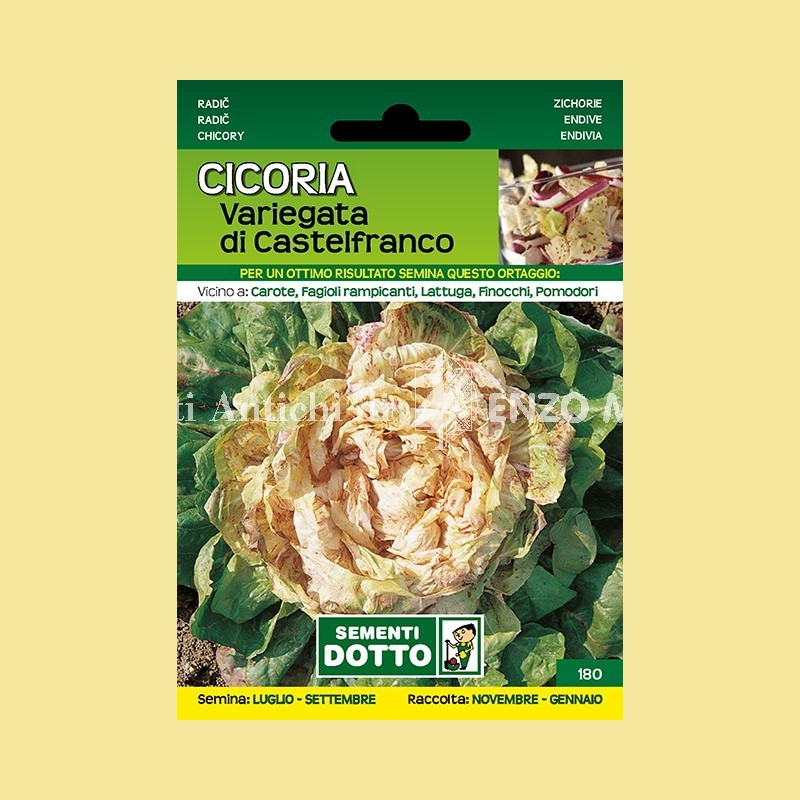 Cicoria - Variegata di Castelfranco