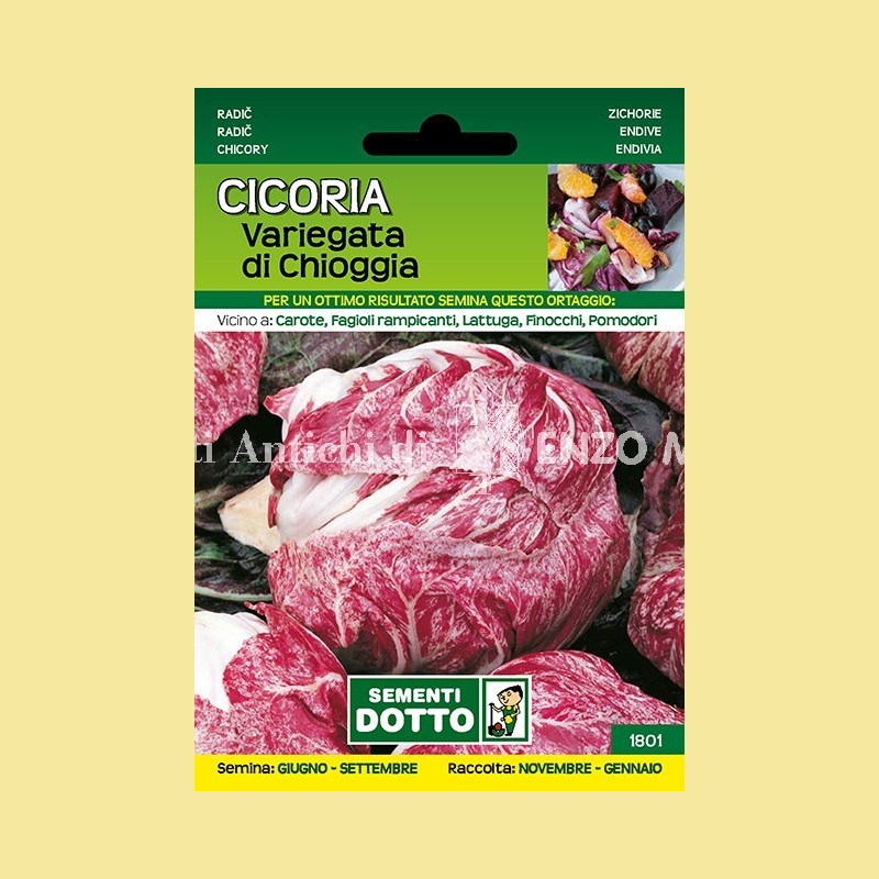 Cicoria - Variegata di Chioggia
