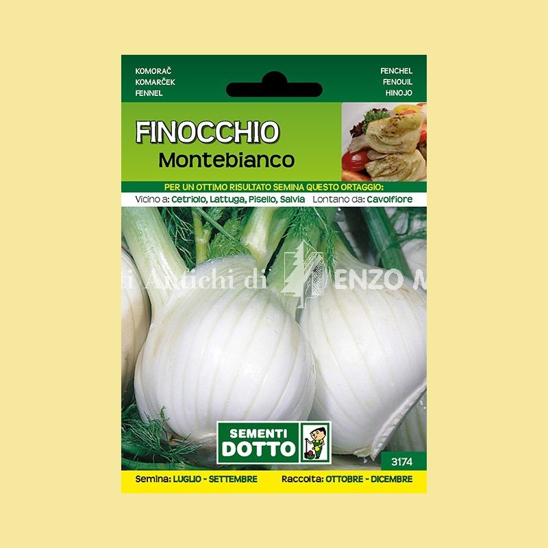 Finocchio - Montebianco