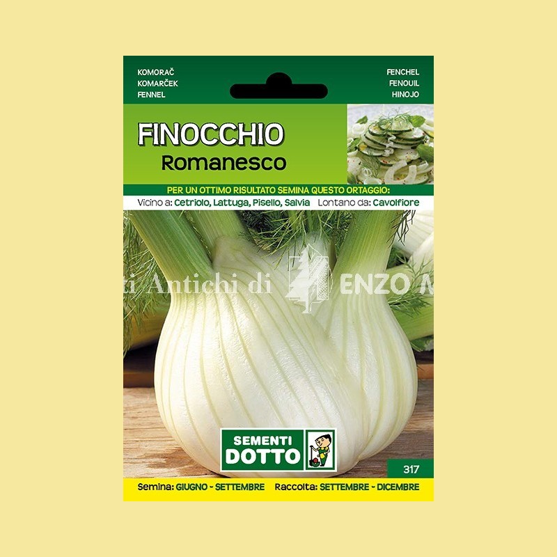 Finocchio - Romanesco
