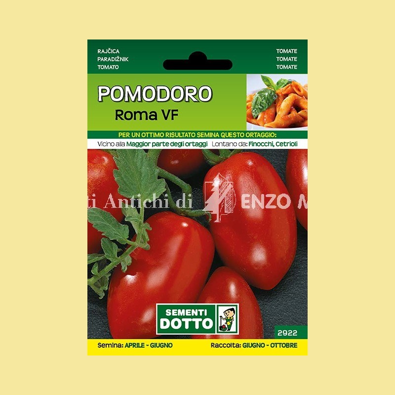 Pomodoro - Roma VF
